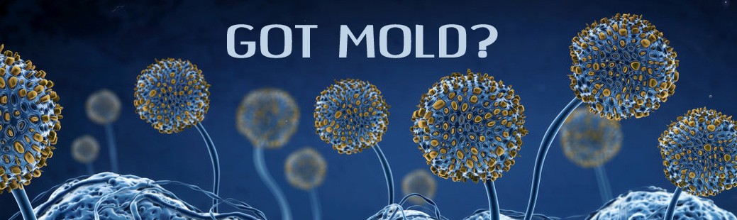 Can I use bleach for mold removal?
